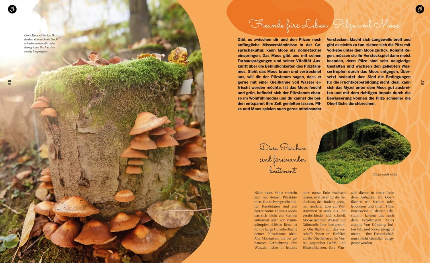 Pilzgeflüster – Bild 2