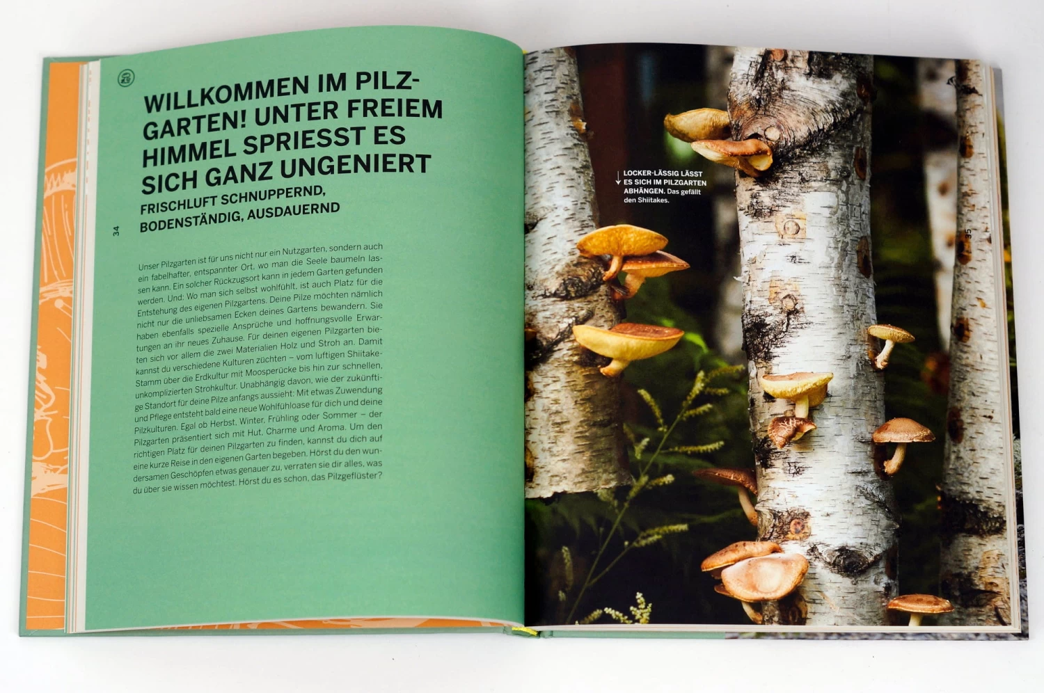 Pilzgeflüster – Bild 12