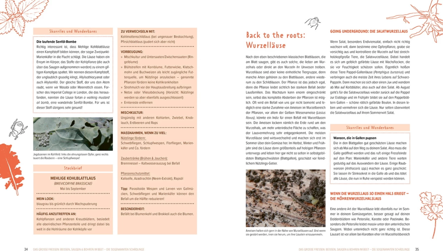 Wer Knabbert Da An Meinem Gemüse? – Bild 2