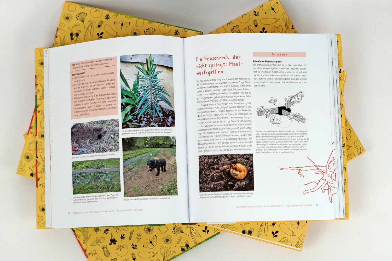 Wer Knabbert Da An Meinem Gemüse? – Bild 7