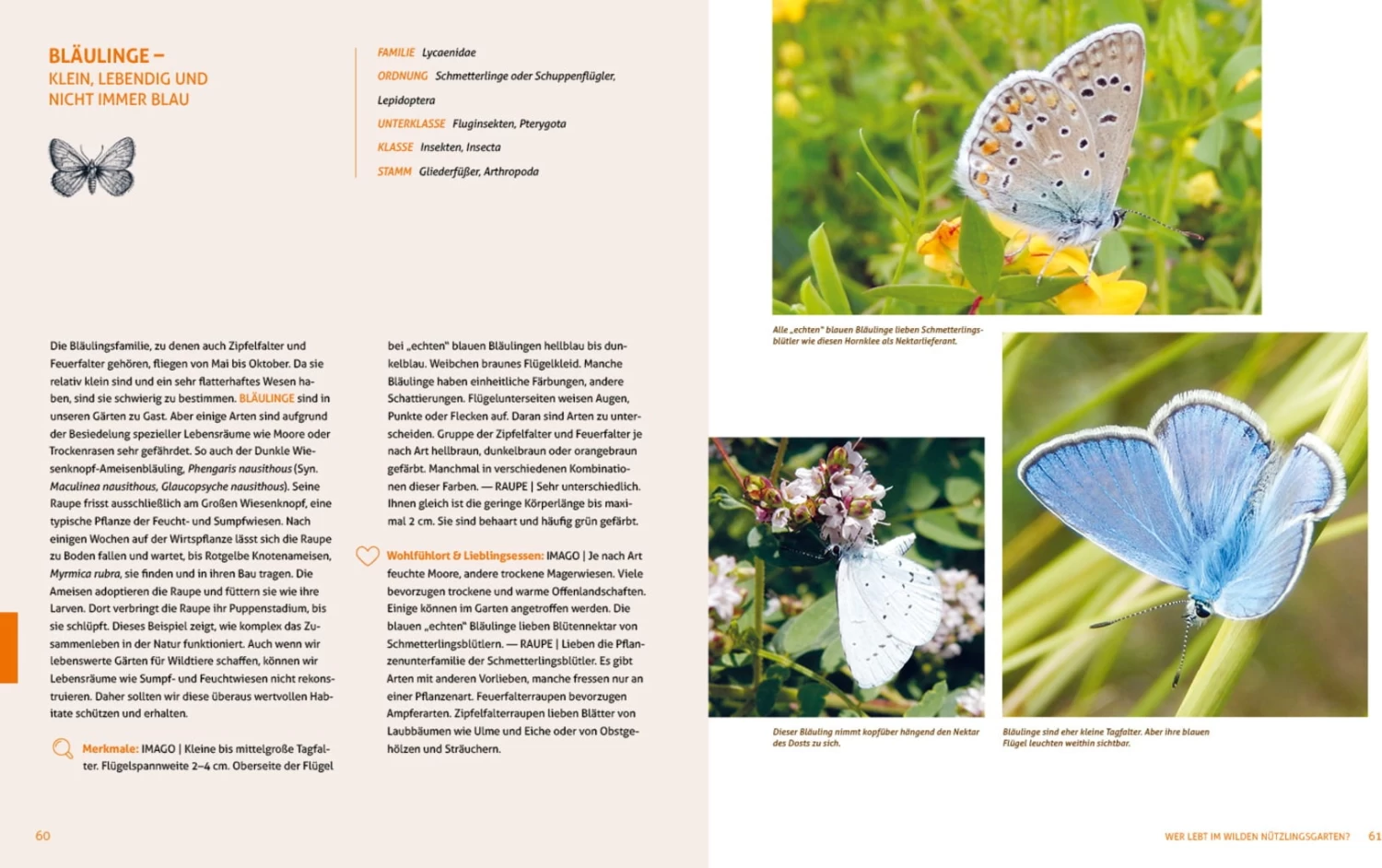 Wo Die Wilden Nützlinge Wohnen – Bild 4