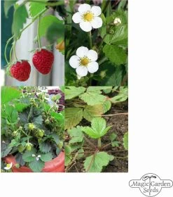 Alte Erdbeersorten - Samenset