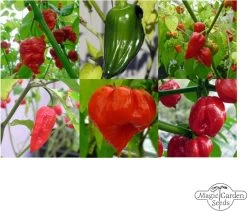 Die SchÀrfsten Chilisorten Der Welt - Samenset, Geschenkset