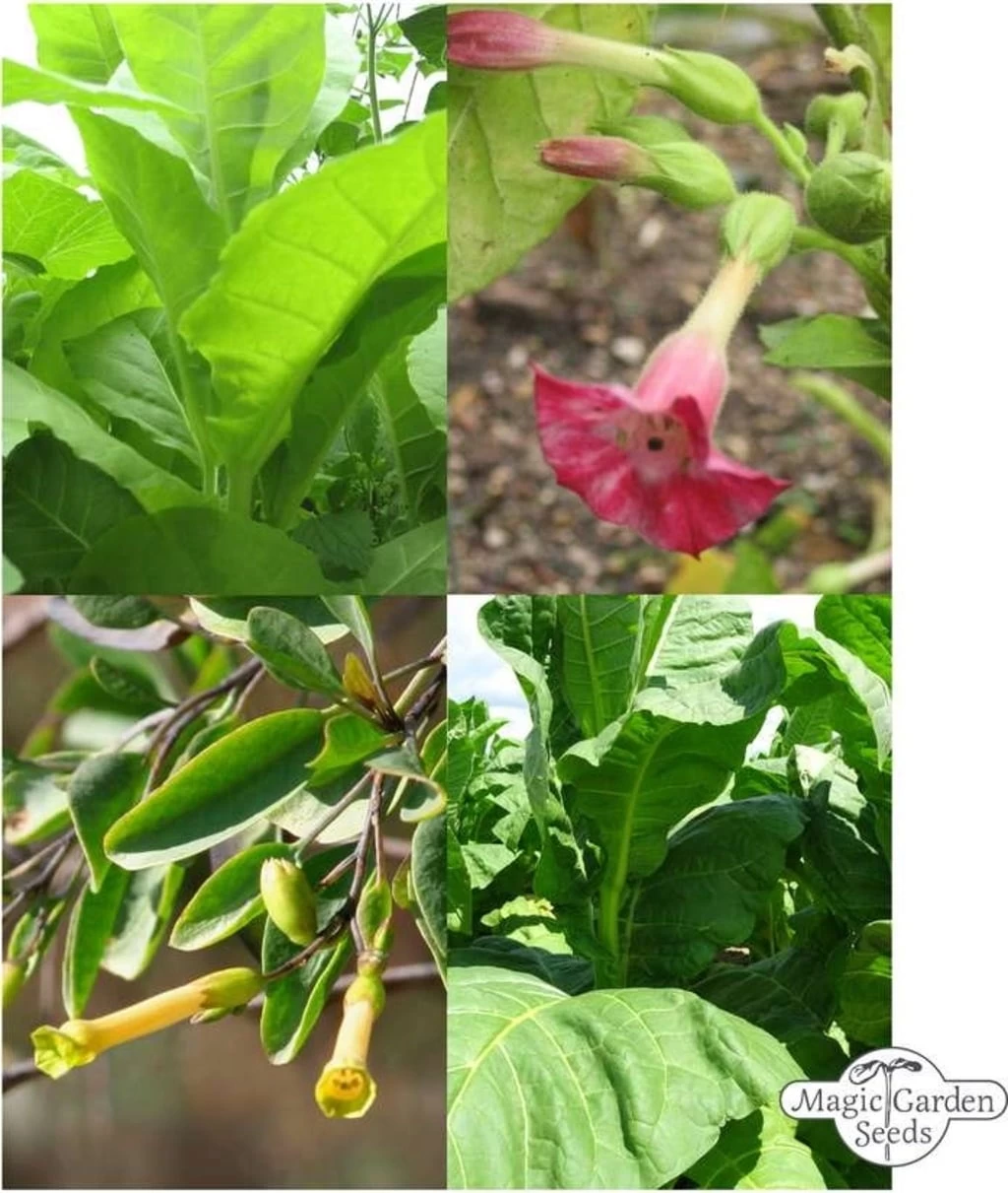 Tabak Vielfalt - Samenset – Bild 4