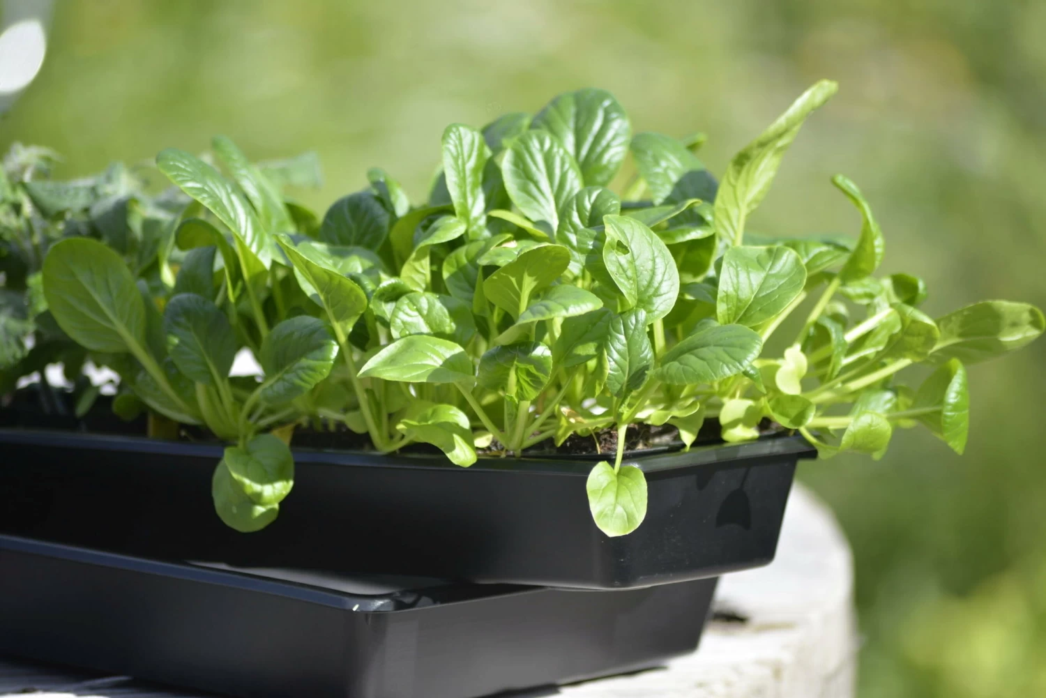 Anzuchtschale Solid 14 X 68 Cm – Bild 2