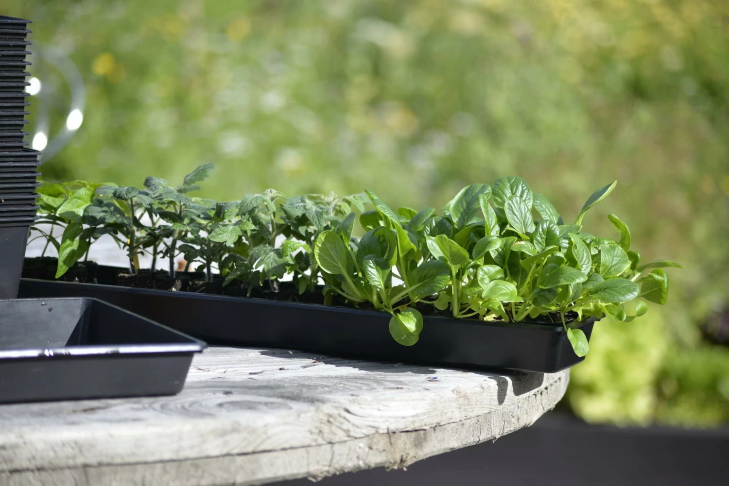 Anzuchtschale Solid 14 X 68 Cm – Bild 3