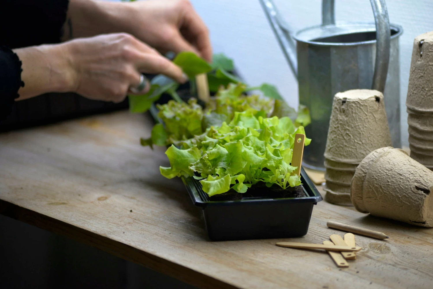 Anzuchtschale Solid 14 X 68 Cm – Bild 5