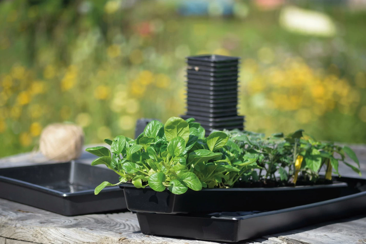 Anzuchtschale Solid 14 X 68 Cm – Bild 6