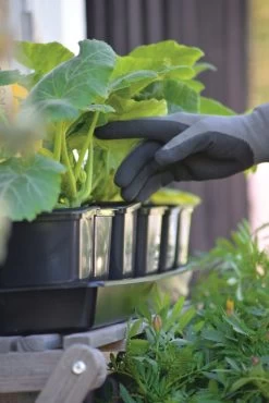 Anzuchtschale Solid 14 X 68 Cm