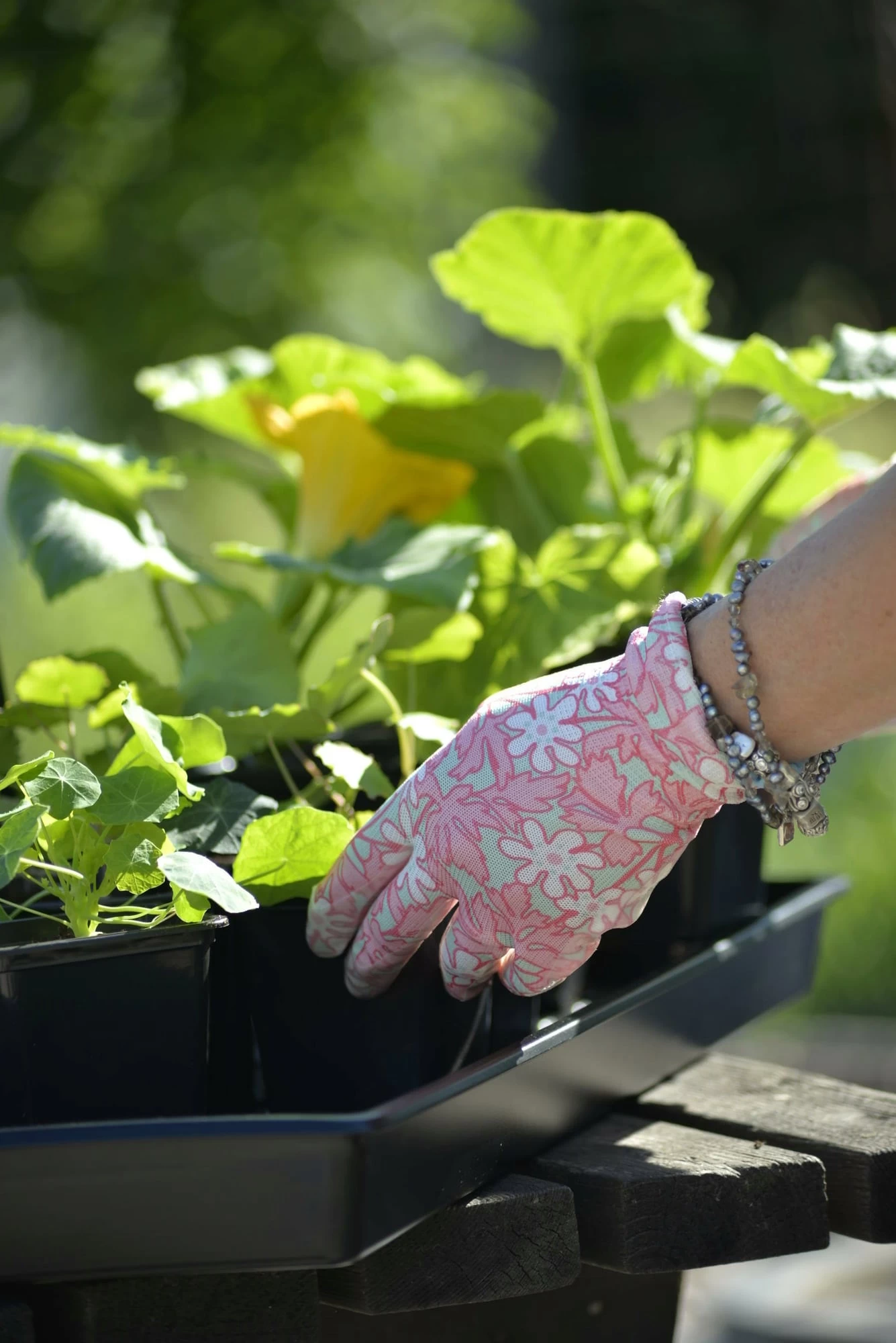 Anzuchtschale Solid 26 X 68 Cm – Bild 4