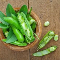 Bohnen-Samen 6er Set