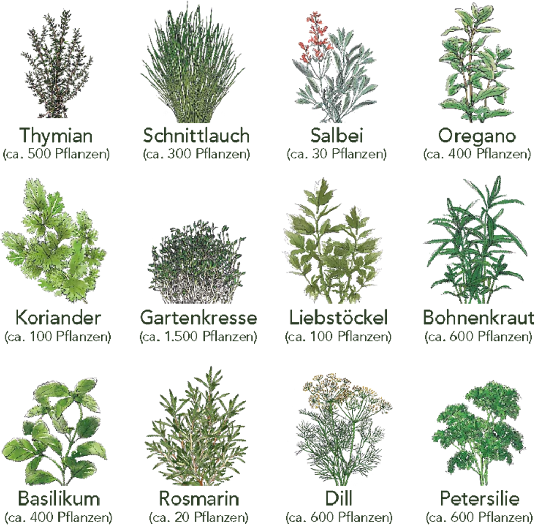 Küchen-Kräuter 12er Saatgut-Set – Bild 6