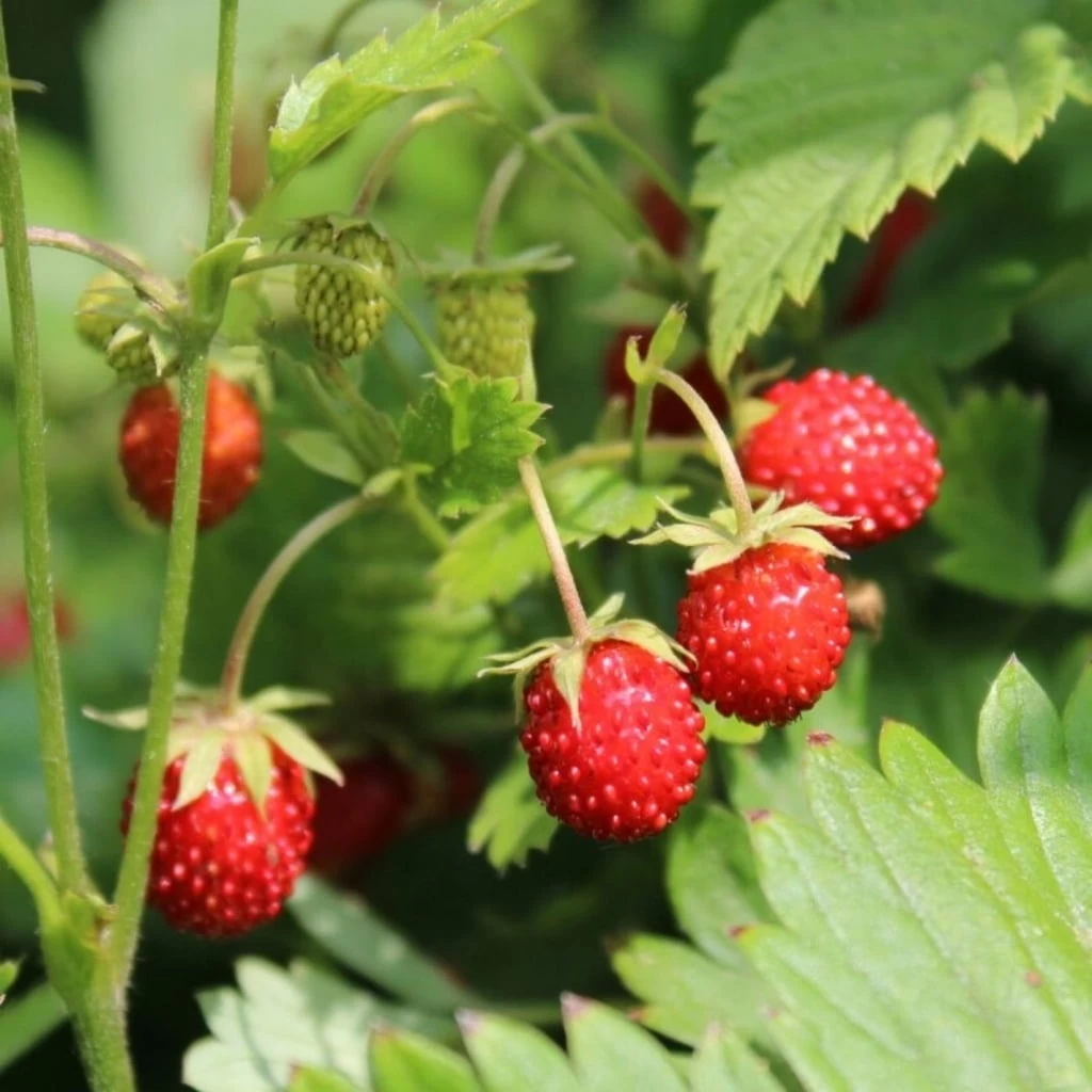 Saatgut "Balkonerdbeere" – Bild 2