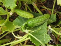 Einlegegurken "Vorgebirgstraube"