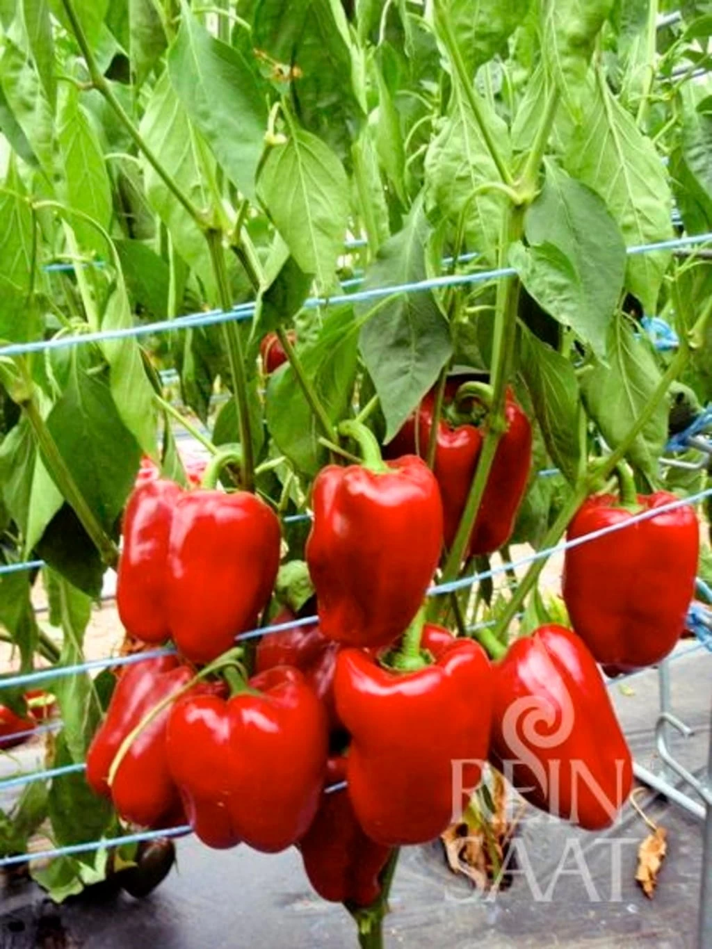 Paprika "Quadrato D'Asti Rosso"