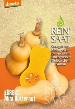 Speisekürbis "Mini Butternut"