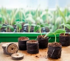 Anzuchthaus S PLUS COCO Inkl. 12 Kokos-Quelltabletten