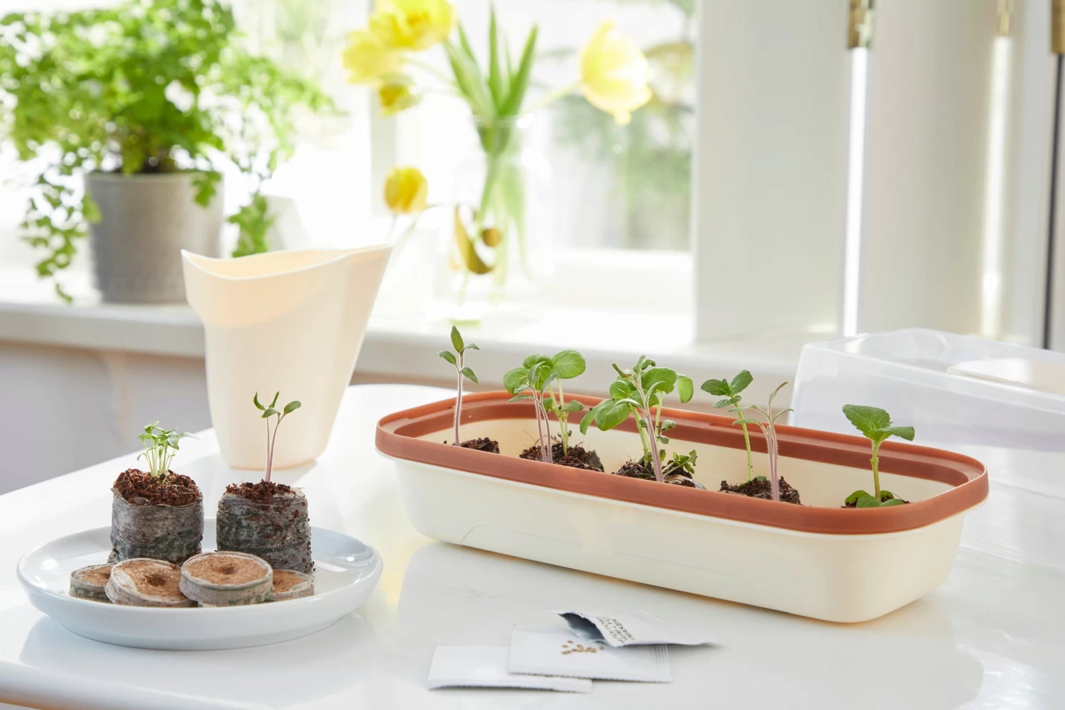 Anzuchtschale S BOQUBE Creme-Kupferbraun