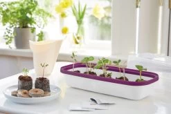 Anzuchtschale S BOQUBE Weiß-Pflaume