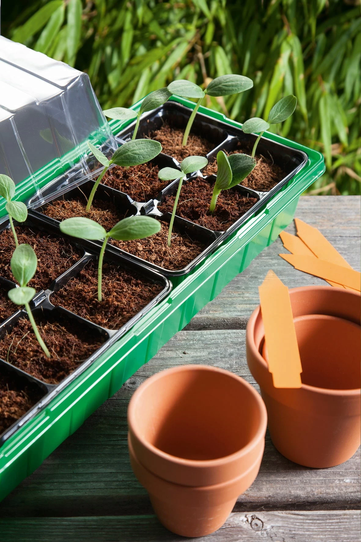 Classic Anzuchthaus L PLUS Mit Kunststofftöpfe – Bild 2