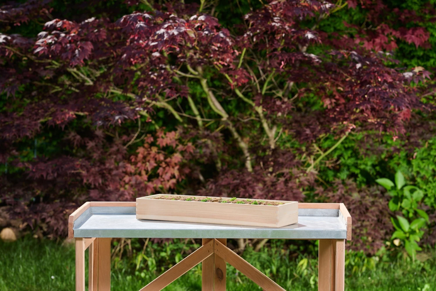 Holz-Anzuchthaus, L – Bild 2