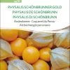 Bio Andenbeere "Physalis Schönbrunner Gold"