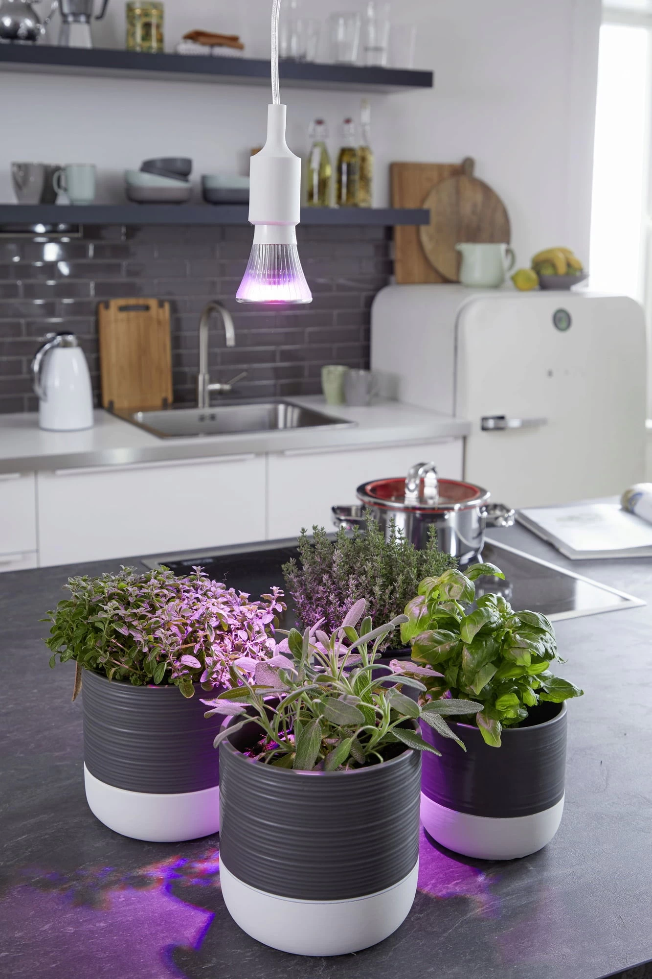 E27 Pflanzenlampe "Cultura", 6 Watt