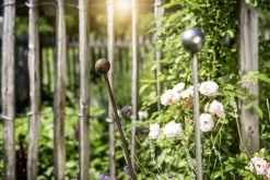 Windhager Deko-Pflanzstab-Kugel - 3er Set