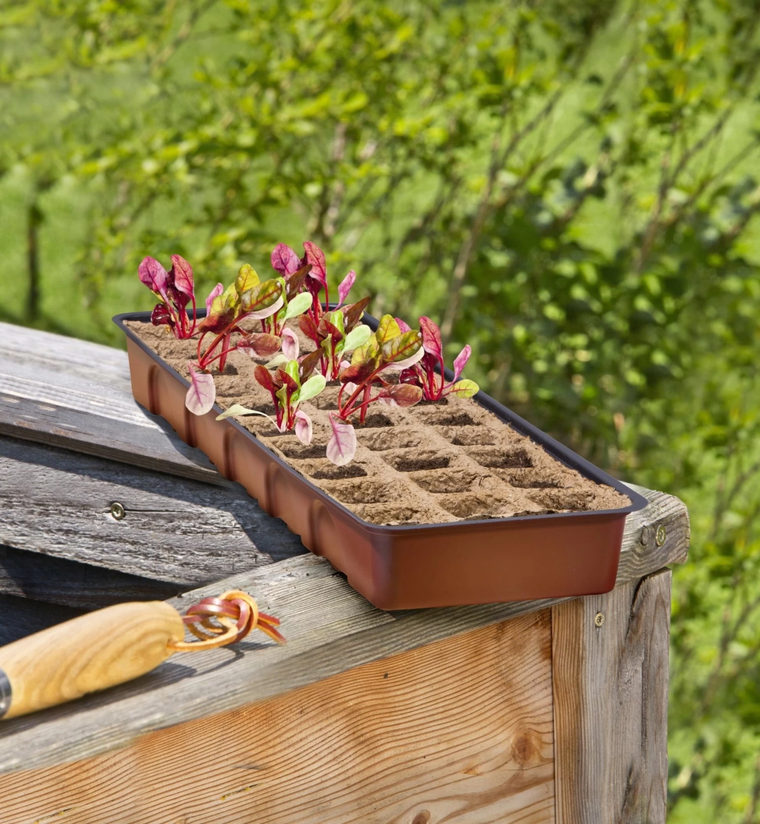 Windhager Fensterbank-Treibhaus Inkl. 30 Töpfe – Bild 4