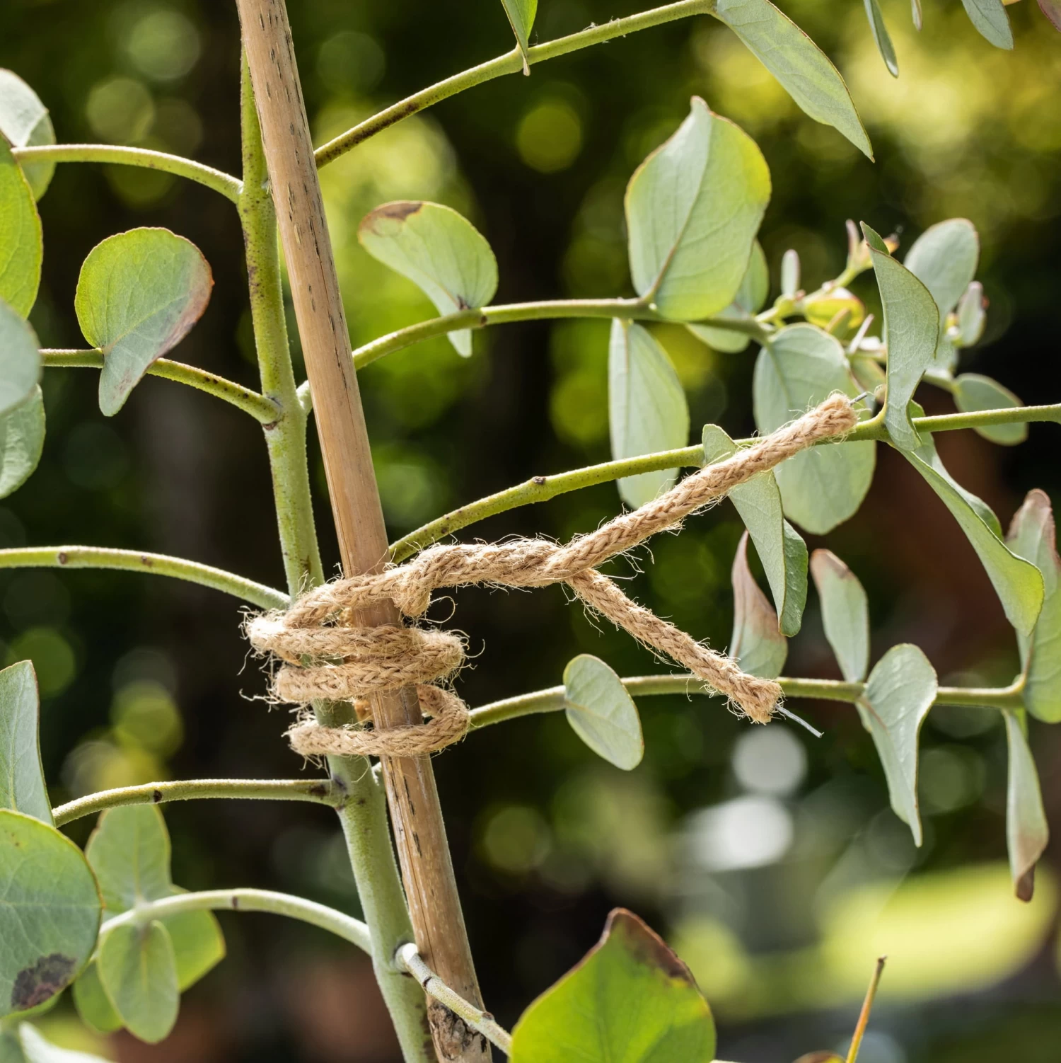 Windhager Jute Bindedraht ÖKO – Bild 4
