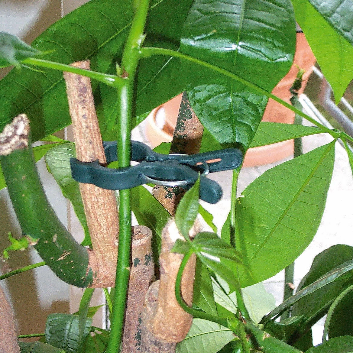 Windhager Pflanzenclips Fix, 12 Stück – Bild 2