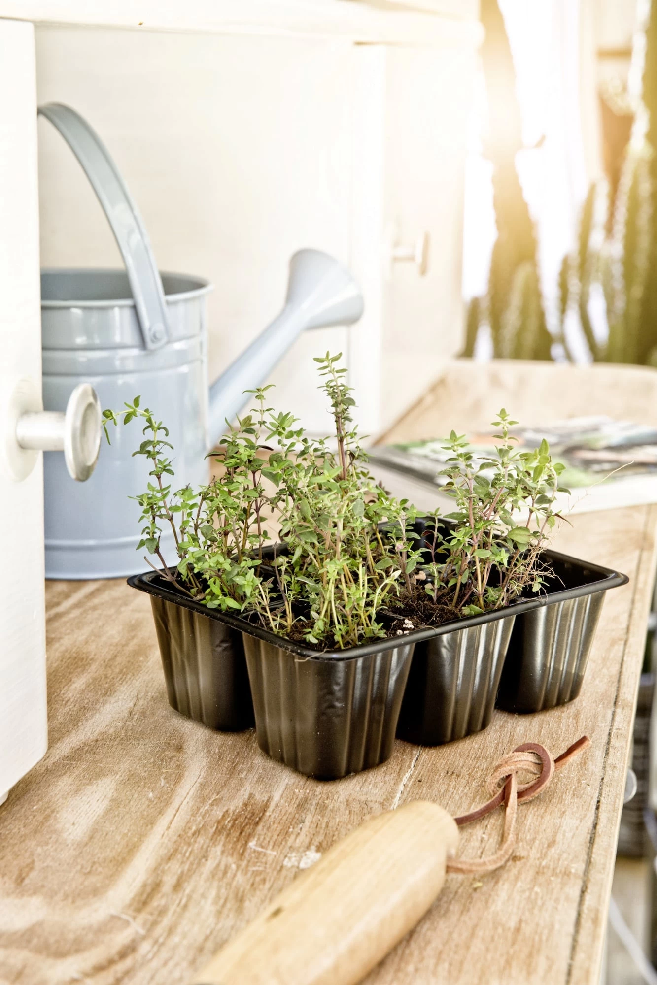 Windhager Topfplatten, 6er Platte – Bild 3