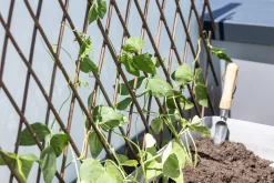 Windhager Weide-Spalier