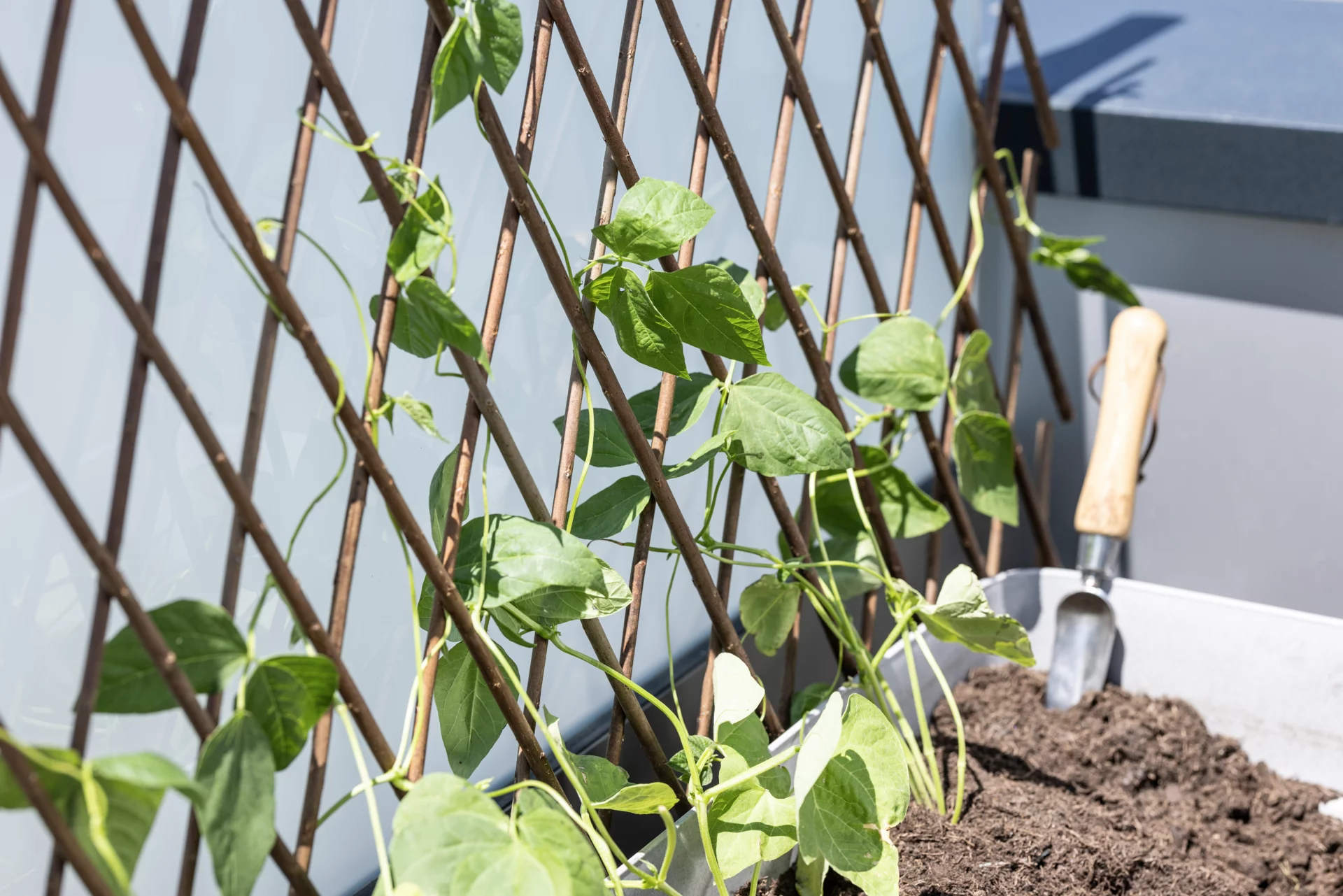 Windhager Weide-Spalier