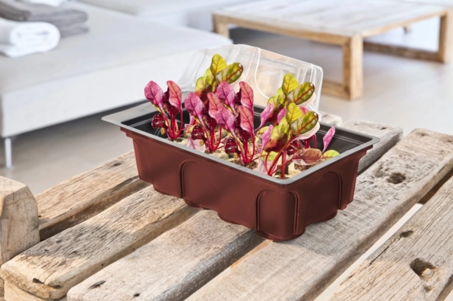 Windhager Zimmer-Treibhaus Mini Mit 8x Quelltabs – Bild 3