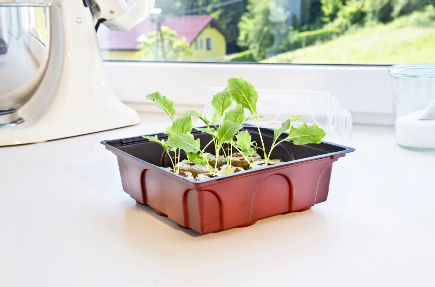 Windhager Zimmertreibhaus Inkl. 12 Quelltabs – Bild 5