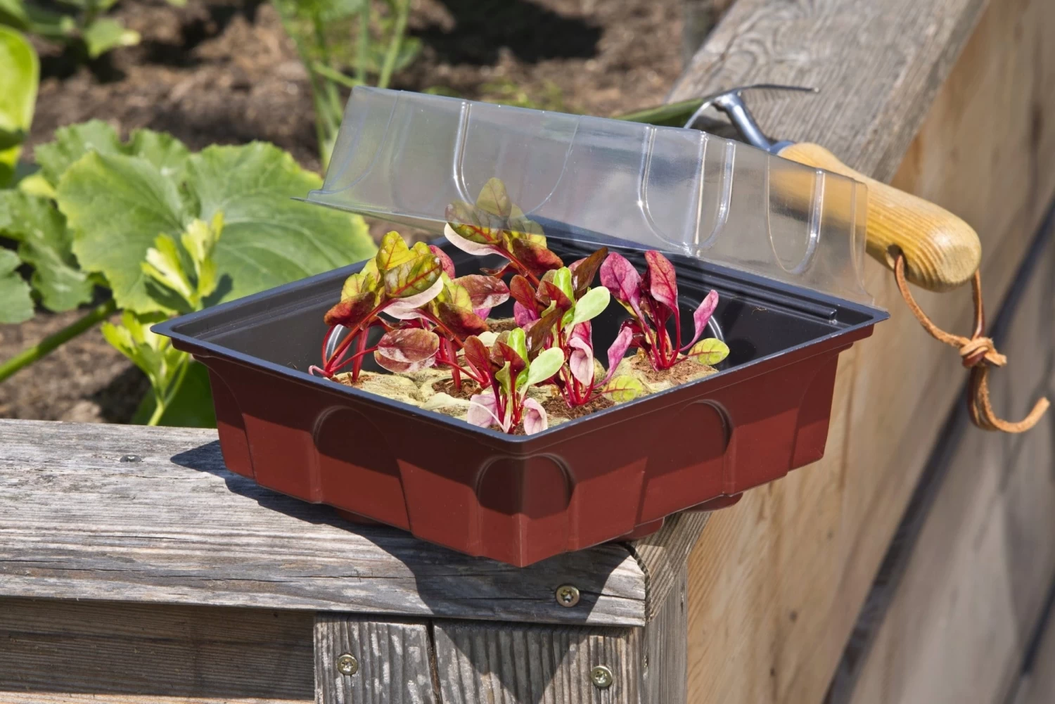 Windhager Zimmertreibhaus Inkl. 12 Quelltabs – Bild 2